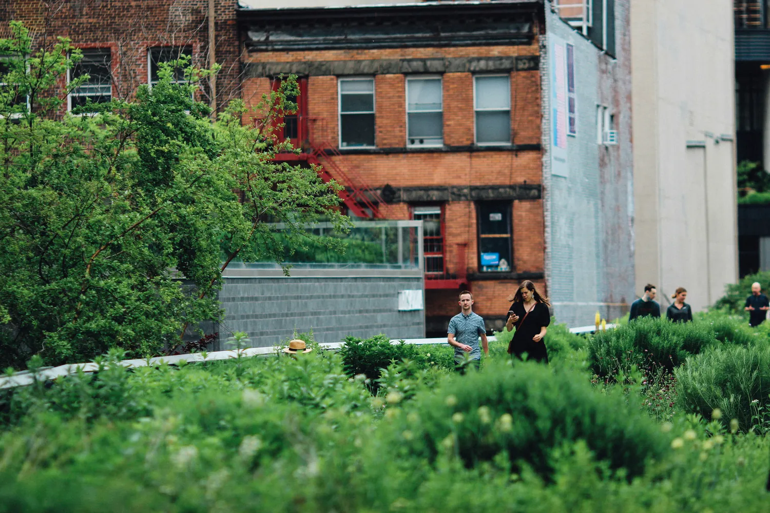 Urban Green Roofs: Transforming Mental Health Outcomes in Dense Cities